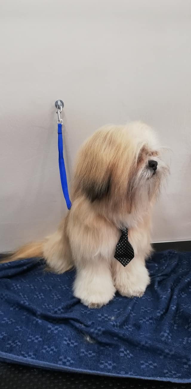 Toelettatura COLPI DI CODA - Foto 2