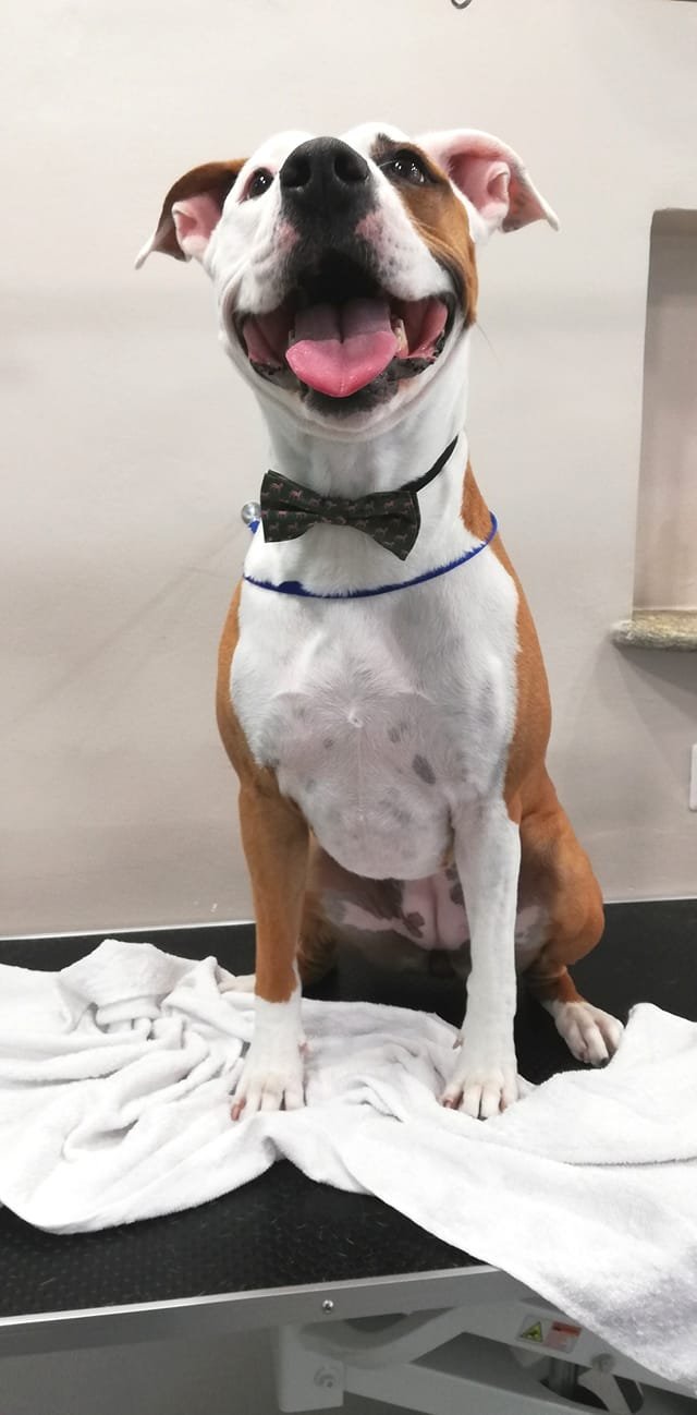 Toelettatura COLPI DI CODA - Foto 4