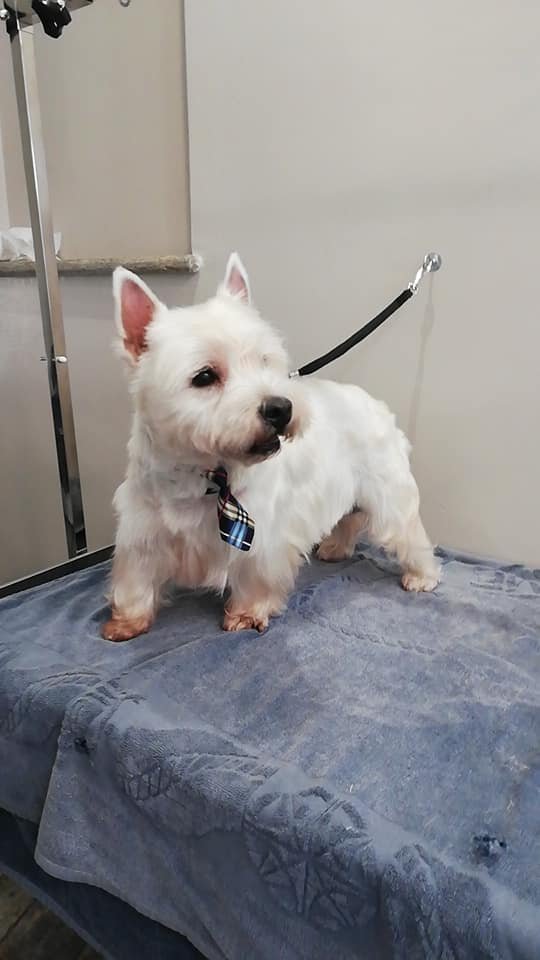 Toelettatura COLPI DI CODA - Foto 6