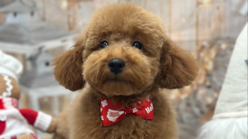 Toelettatura Contro Pelo - Foto 1