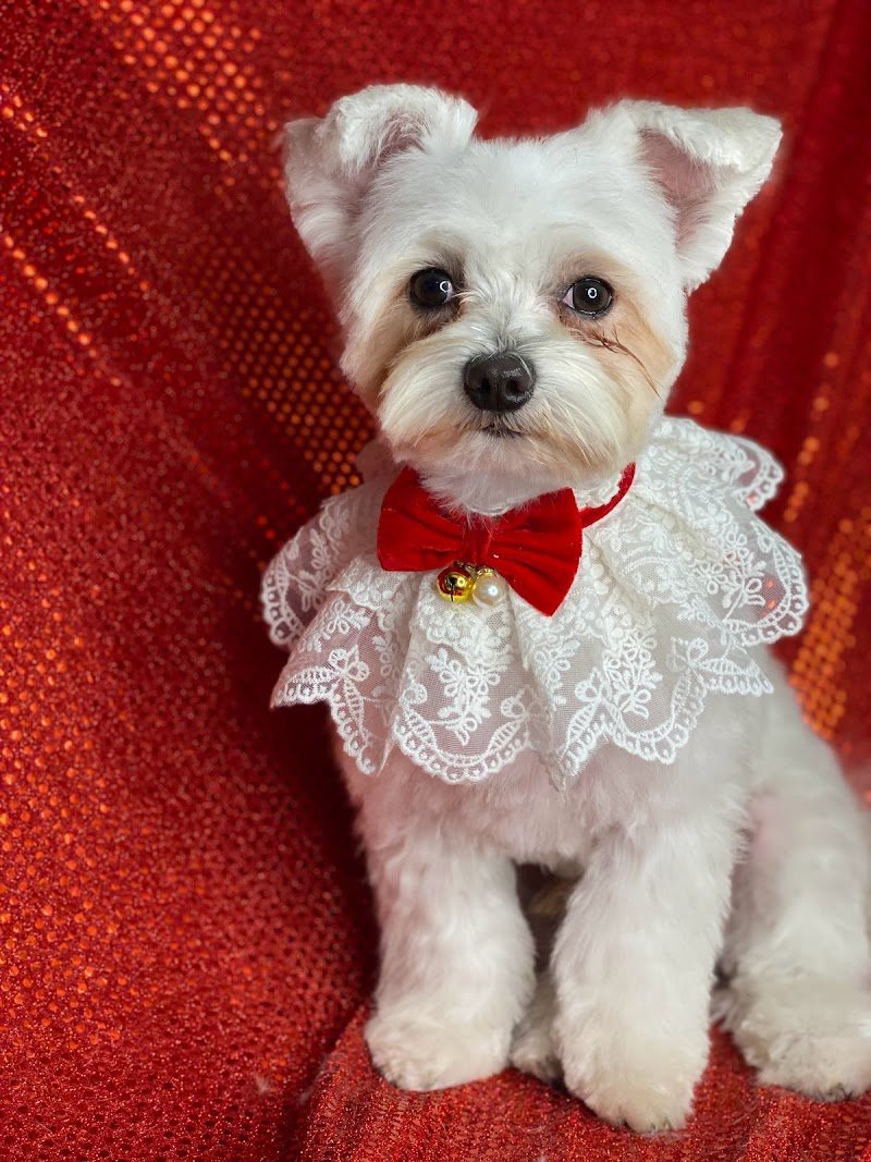 Toelettatura Contro Pelo - Foto 2