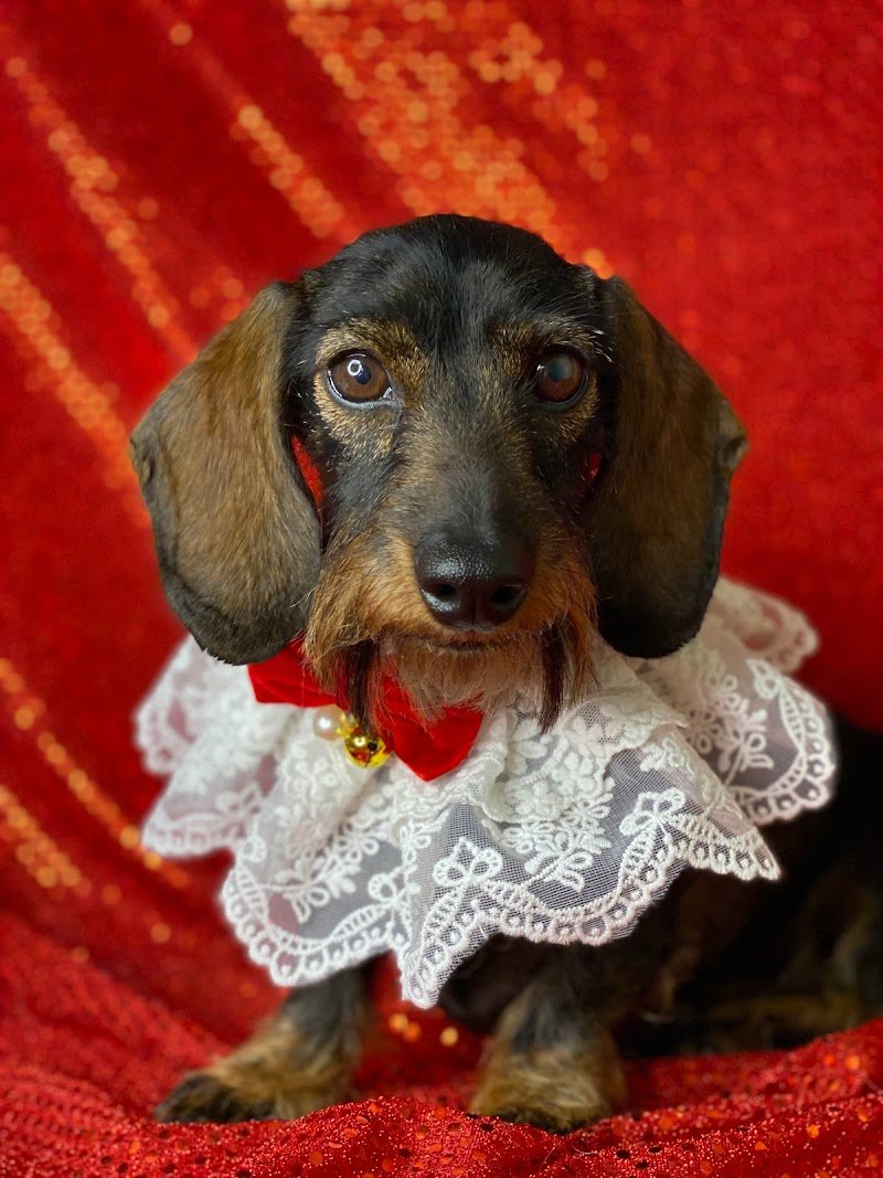 Toelettatura Contro Pelo - Foto 4