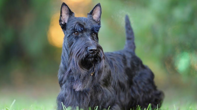 Toelettatura Contro Pelo - Foto 5