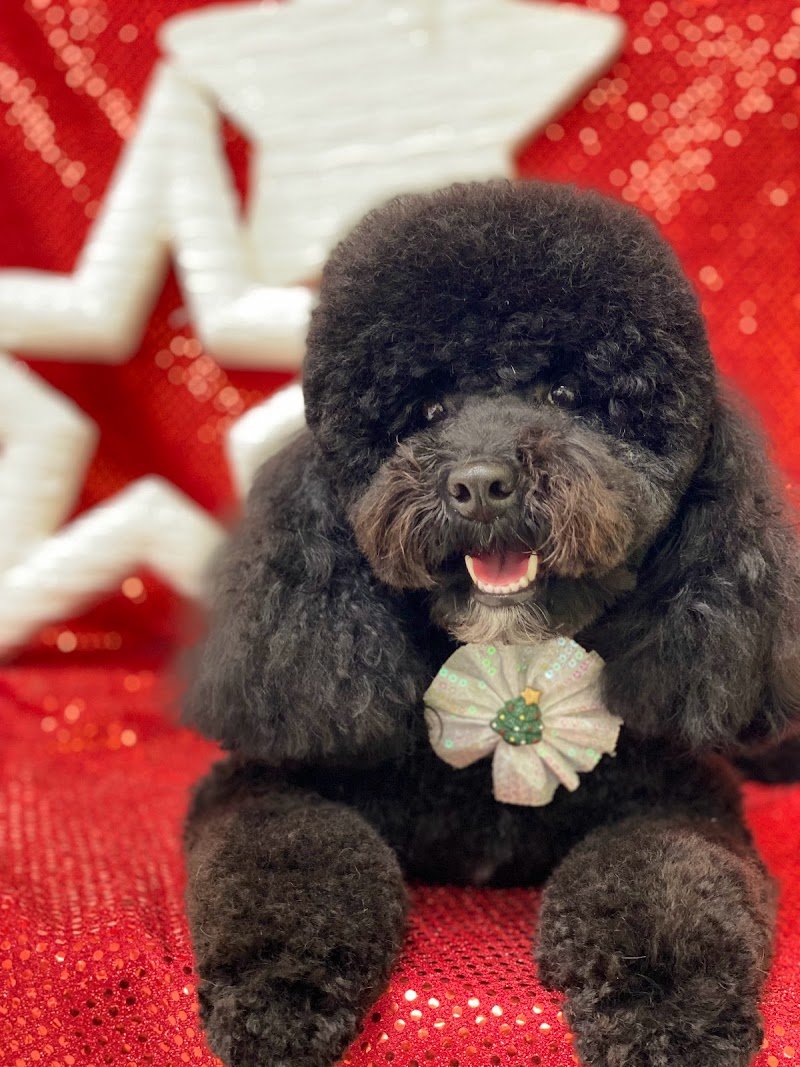 Toelettatura Contro Pelo - Foto 6