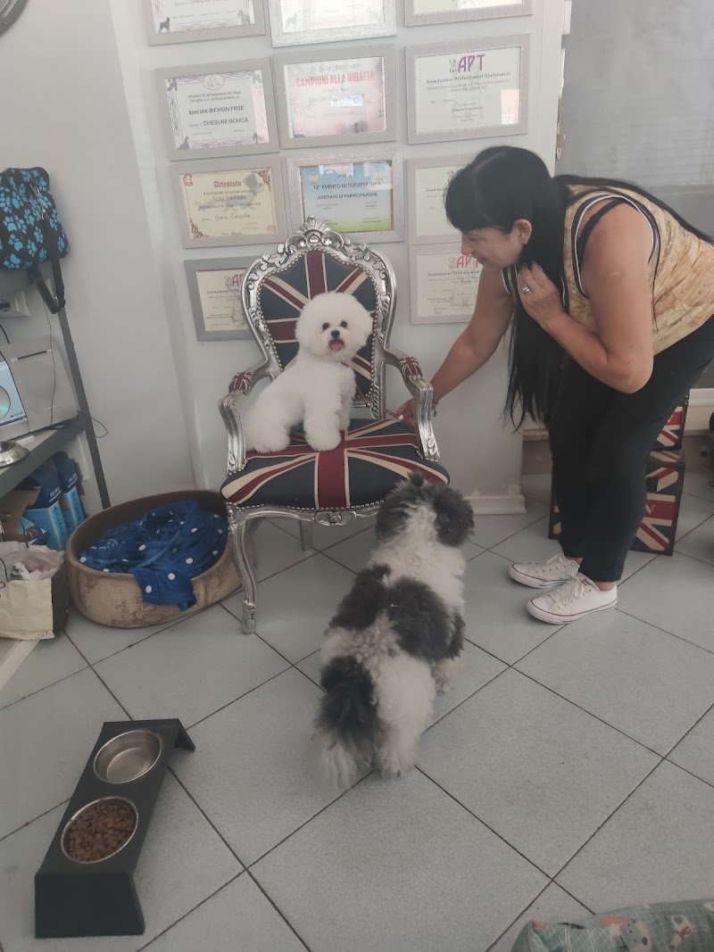 Toelettatura Cucciolandia SPA - Foto 2