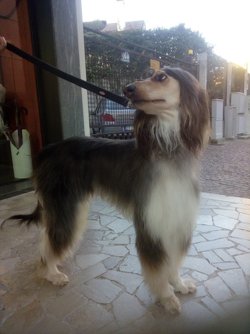 Toelettatura Cucciolandia SPA - Foto 4