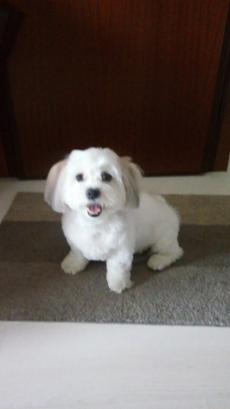 Toelettatura Cucciolandia SPA - Foto 5