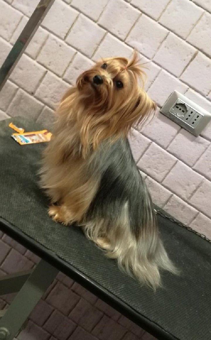 Toelettatura Cuor Di Pelo - Foto 3