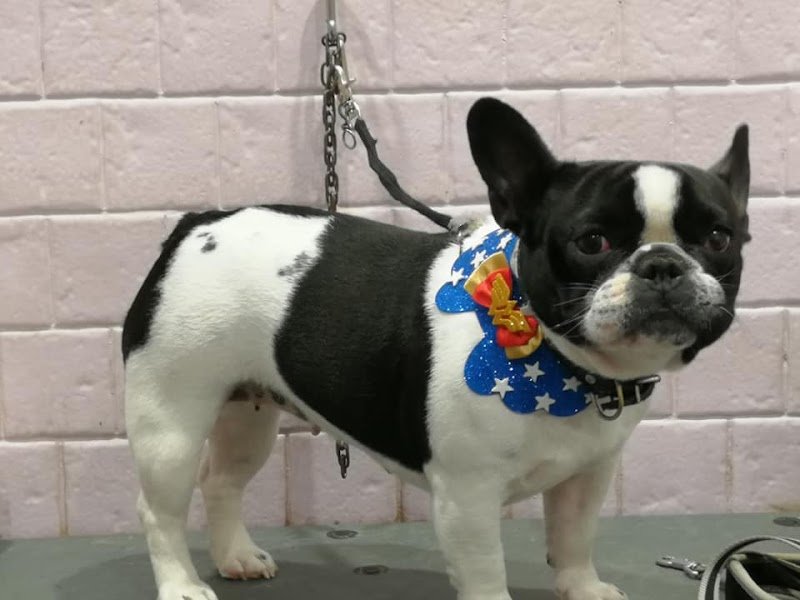 Toelettatura Cuor Di Pelo - Foto 5