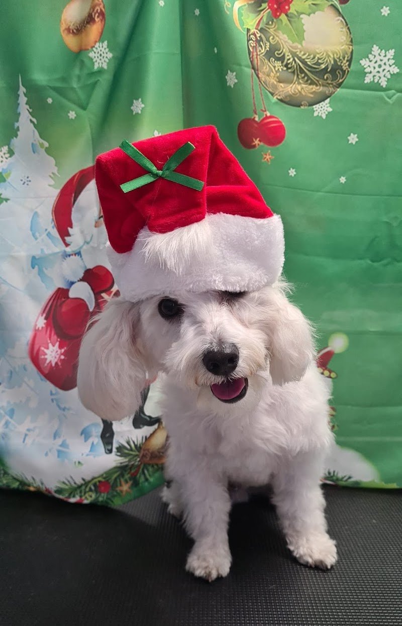 Toelettatura CuraPet - Foto 1