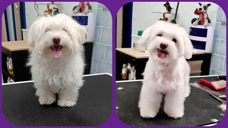 Toelettatura CuraPet - Foto 2