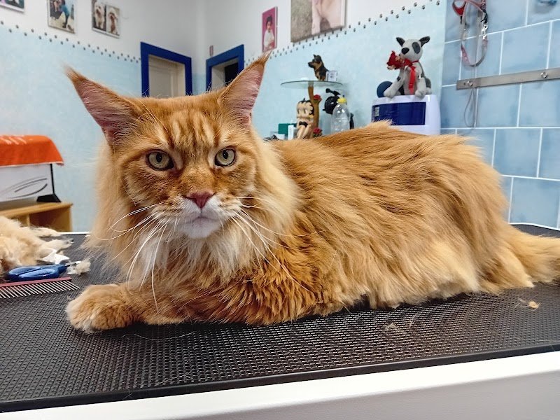 Toelettatura CuraPet - Foto 4