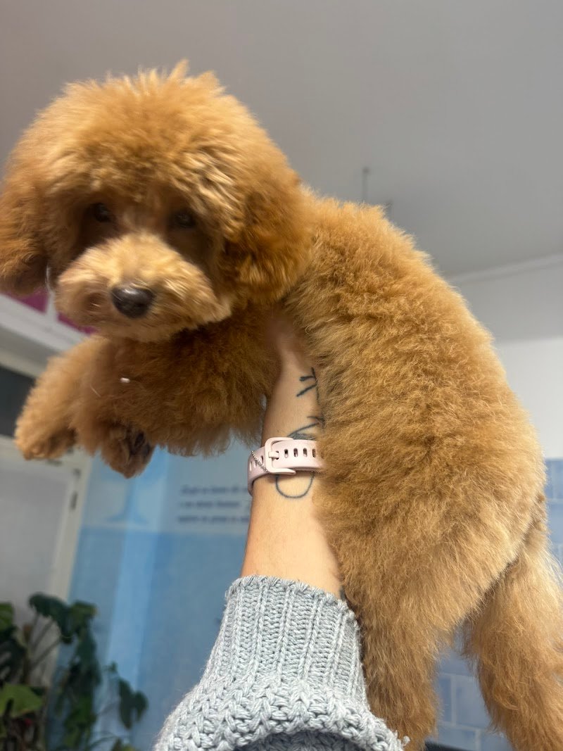 Toelettatura CuraPet - Foto 5