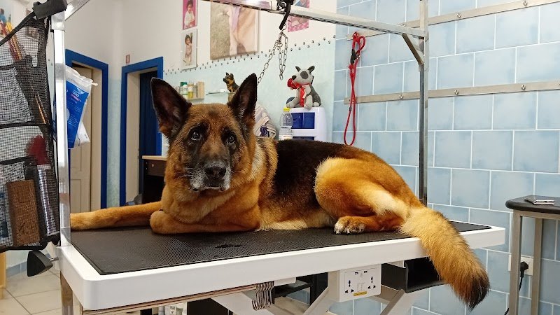 Toelettatura CuraPet - Foto 6