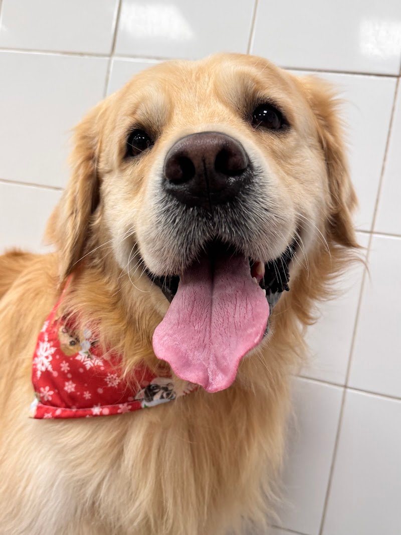 Toelettatura da Alice - Foto 5