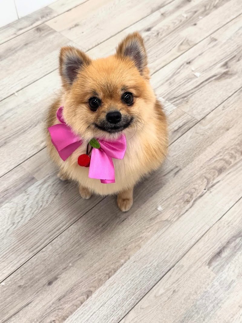 Toelettatura da Alice - Foto 6