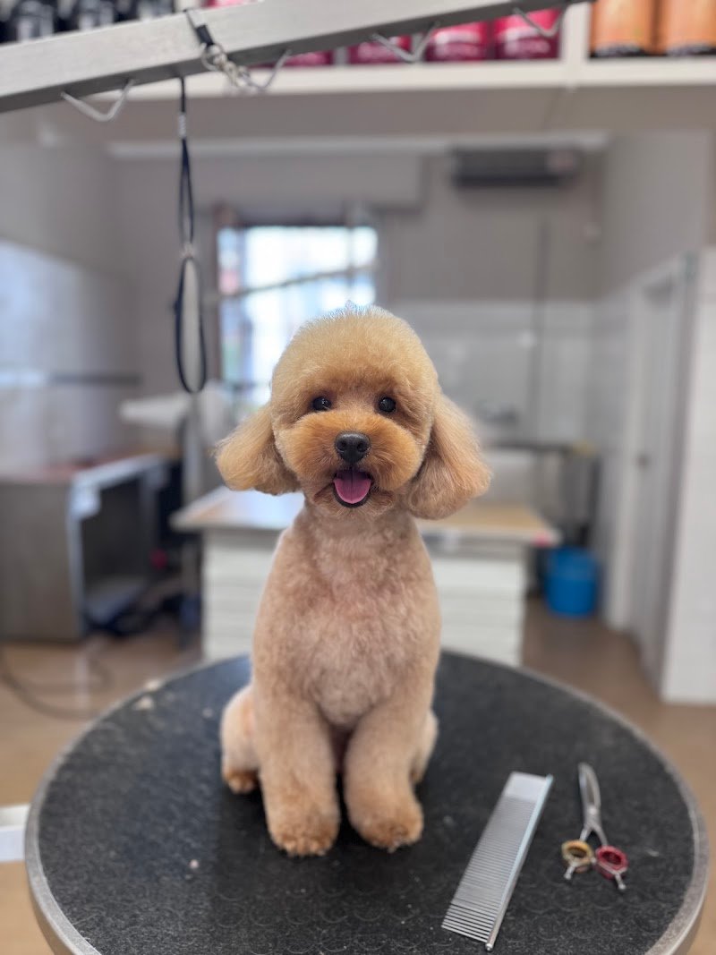 Toelettatura Da Arold - Foto 3