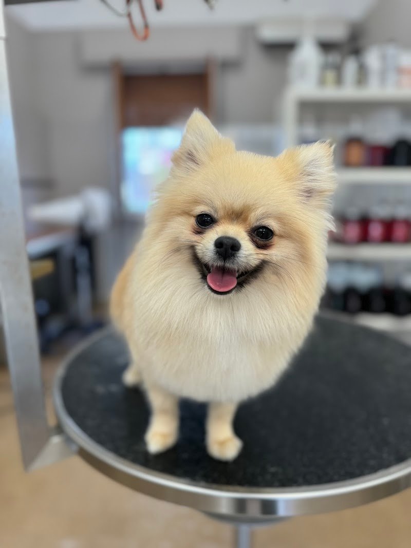 Toelettatura Da Arold - Foto 4