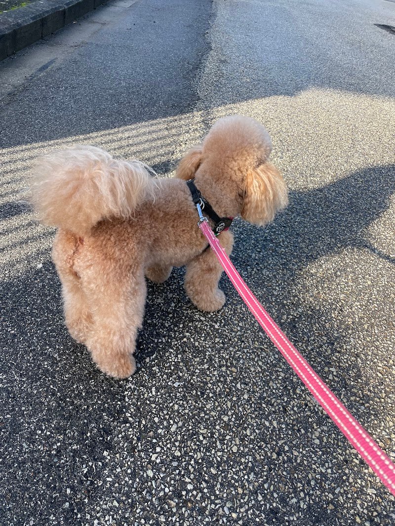 Toelettatura Da Arold - Foto 5