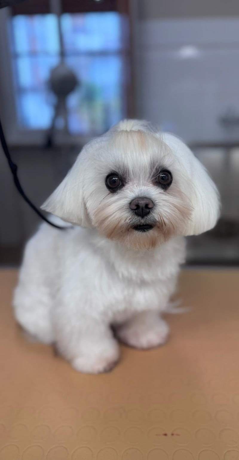 Toelettatura Da Arold - Foto 6