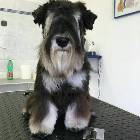 Toelettatura da Chiara - Foto 3