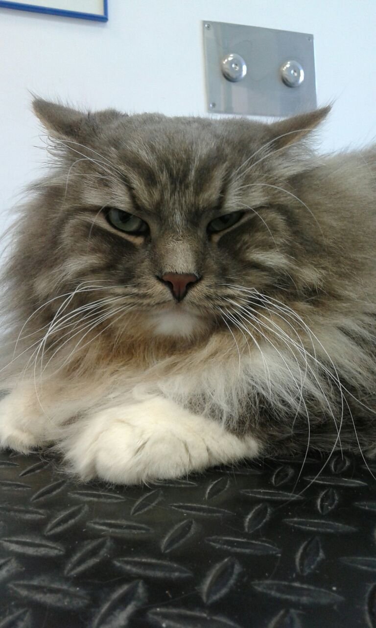 Toelettatura da Chiara - Foto 4