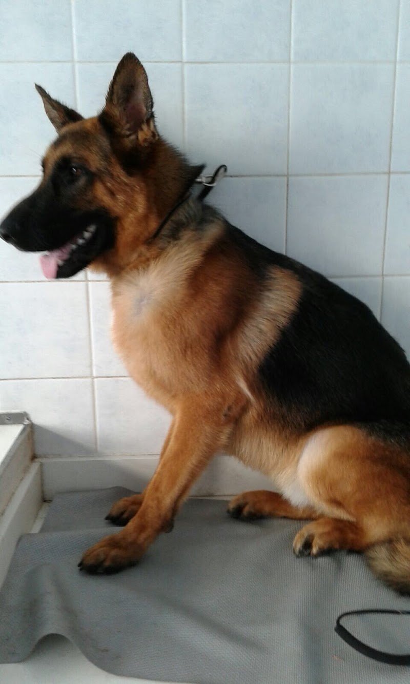 Toelettatura da Chiara - Foto 6