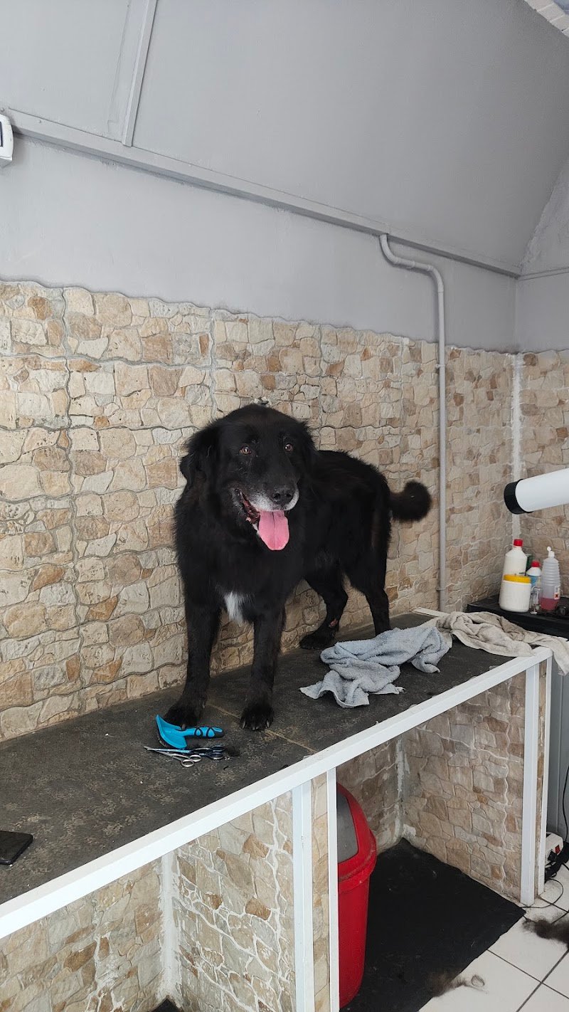 Toelettatura da Ciccio - Foto 2