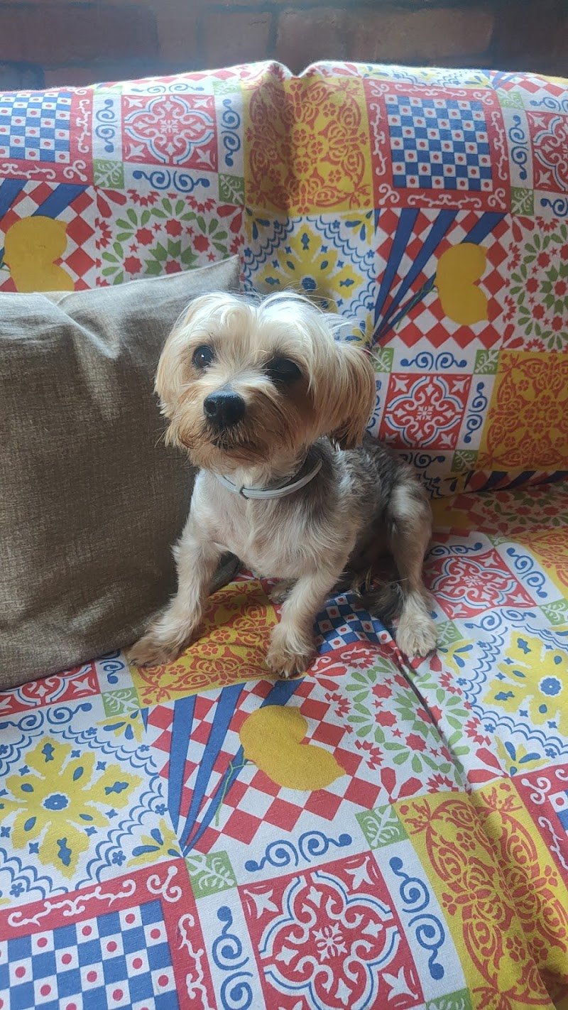 Toelettatura da Ciccio - Foto 3