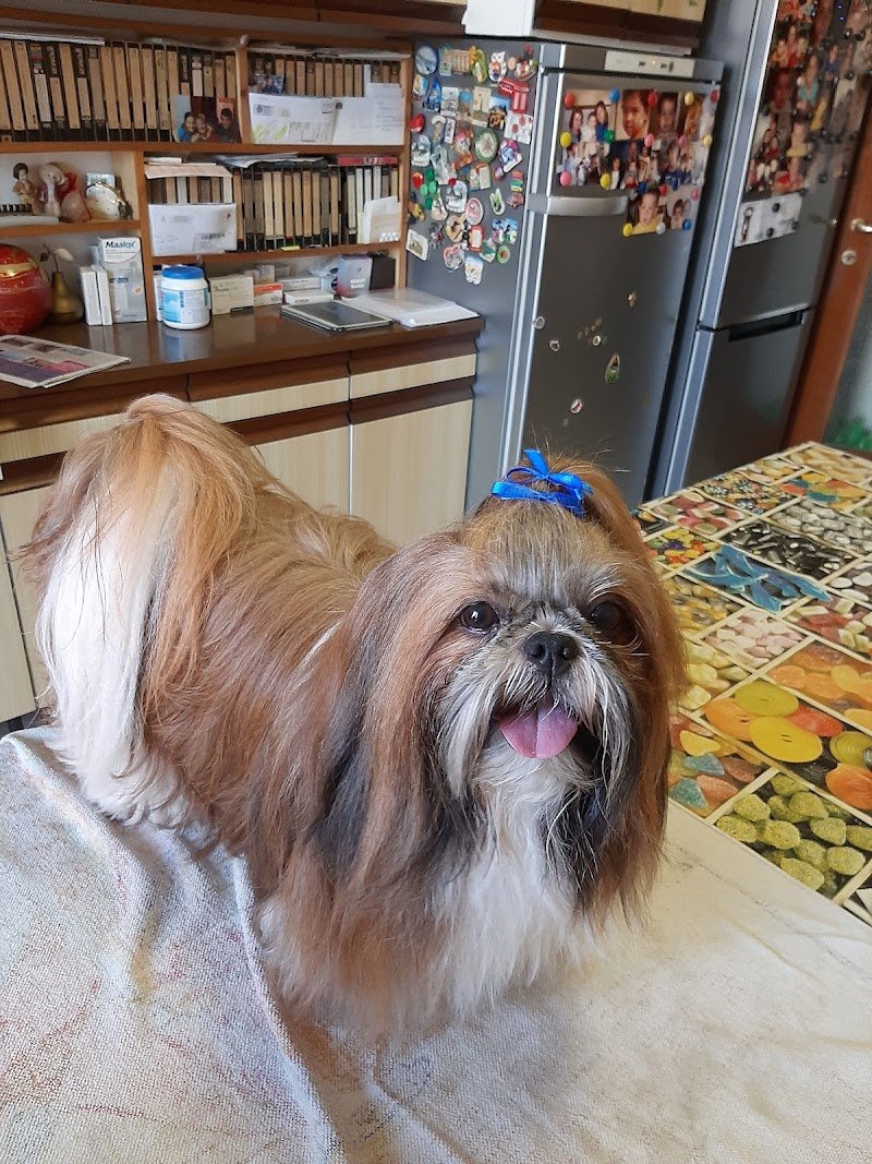 Toelettatura Da Elena Livorno - Foto 3