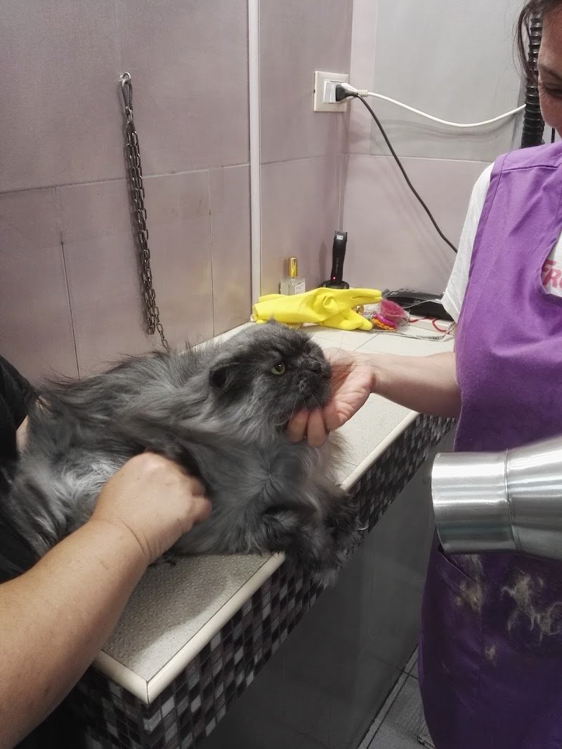 Toelettatura Da Elena Livorno - Foto 4