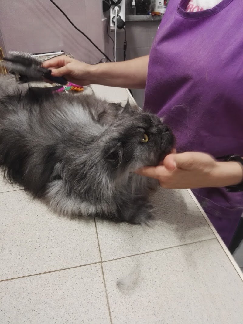 Toelettatura Da Elena Livorno - Foto 5