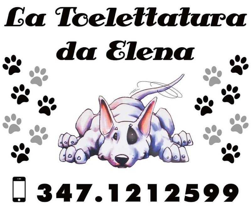 Toelettatura Da Elena Livorno - Foto 6