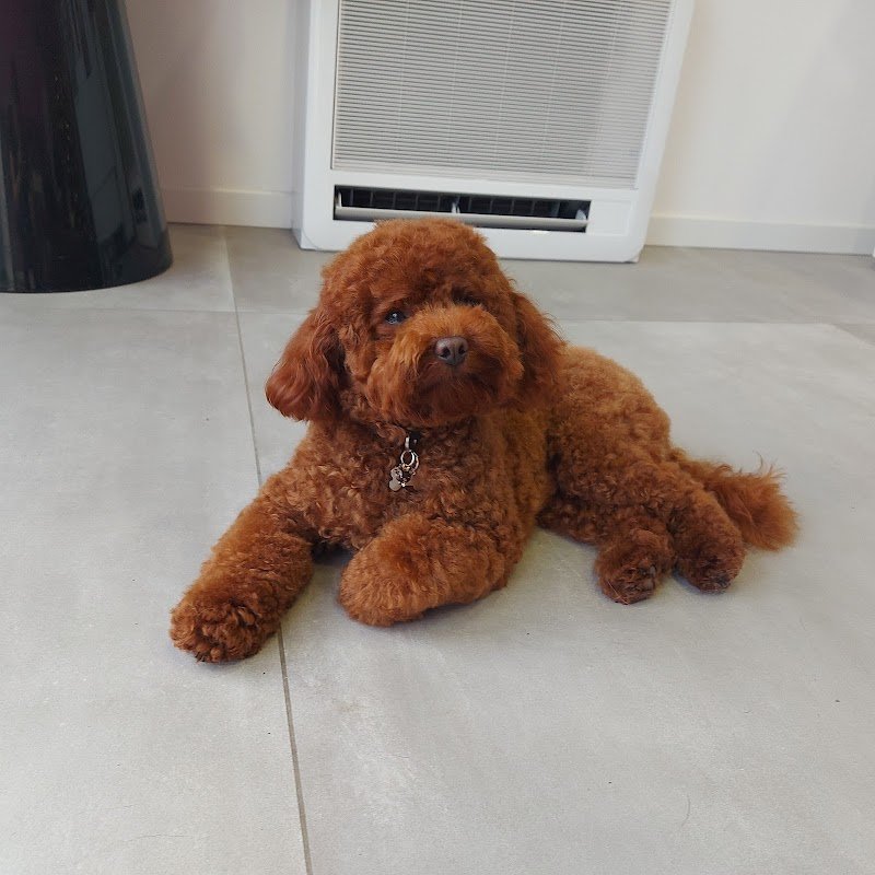 Toelettatura da Emma - Foto 1