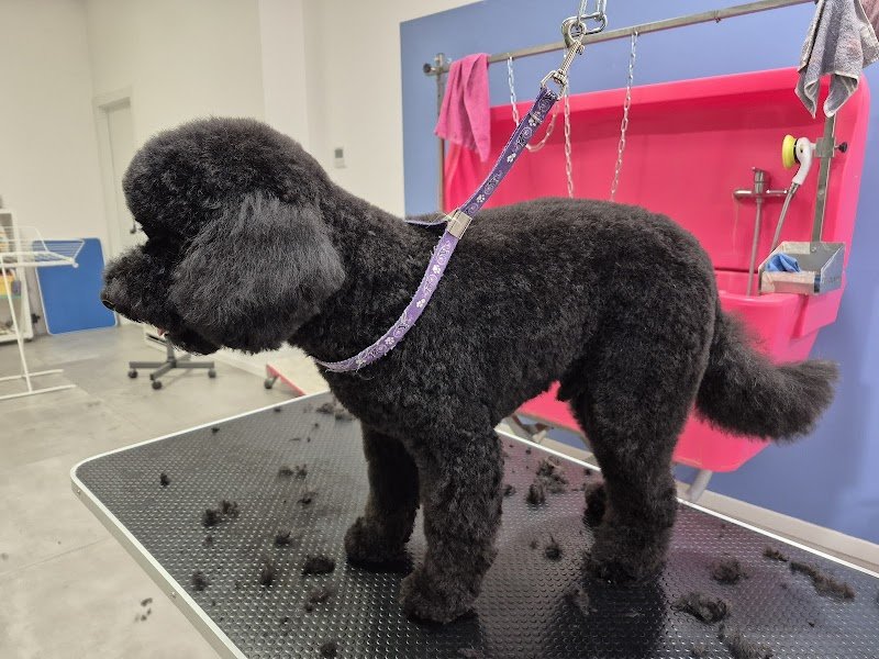 Toelettatura da Emma - Foto 2