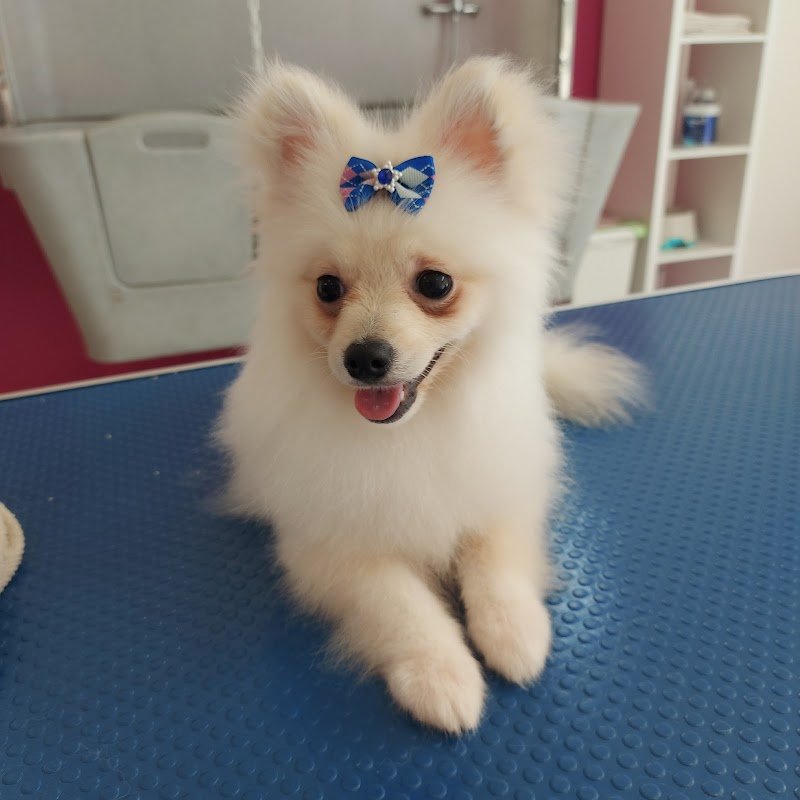 Toelettatura da Emma - Foto 3