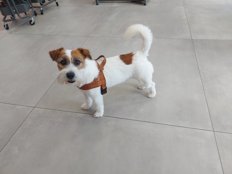 Toelettatura da Emma - Foto 4