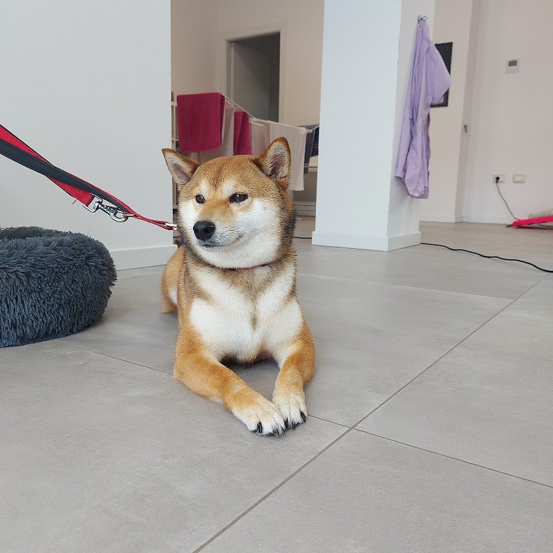 Toelettatura da Emma - Foto 5