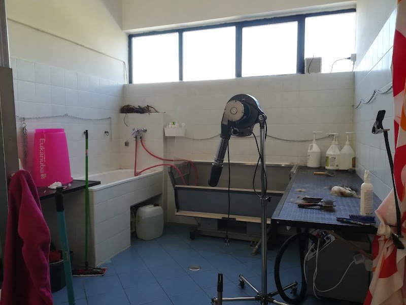 Toelettatura da Masha e Nina - Foto 3