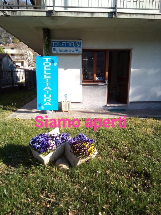 Toelettatura da Monica CUVEGLIO (VA) - Foto 1