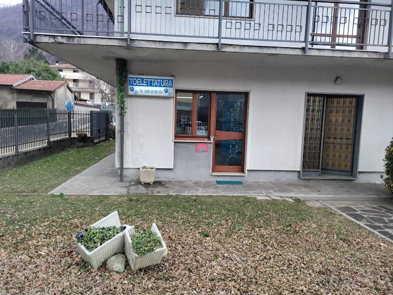 Toelettatura da Monica CUVEGLIO (VA) - Foto 2