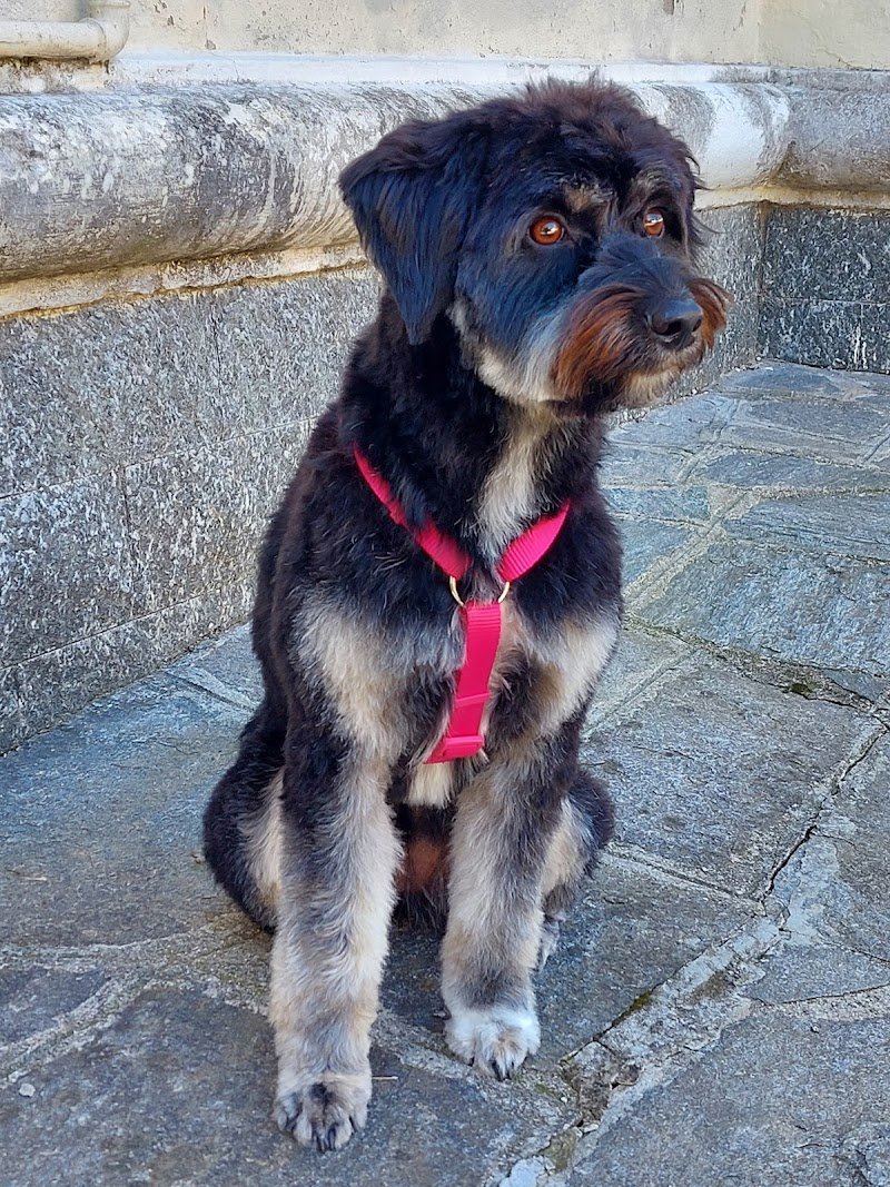 Toelettatura da Monica CUVEGLIO (VA) - Foto 3