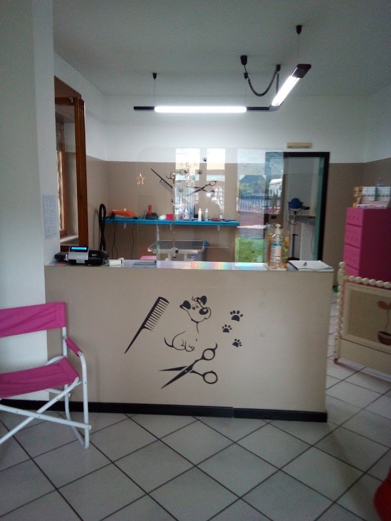 Toelettatura da Monica CUVEGLIO (VA) - Foto 5