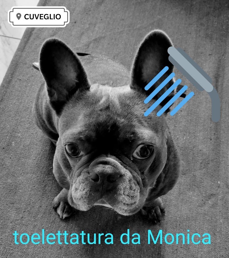 Toelettatura da Monica CUVEGLIO (VA) - Foto 6