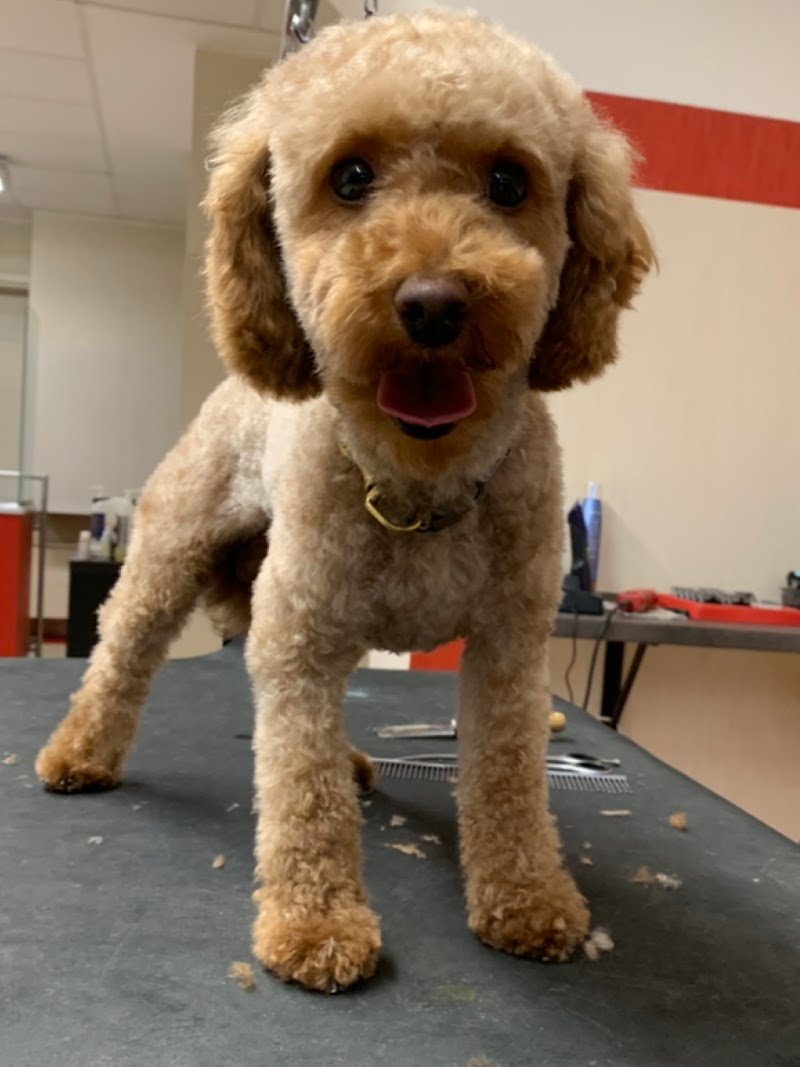 Toelettatura da Sara - Foto 2