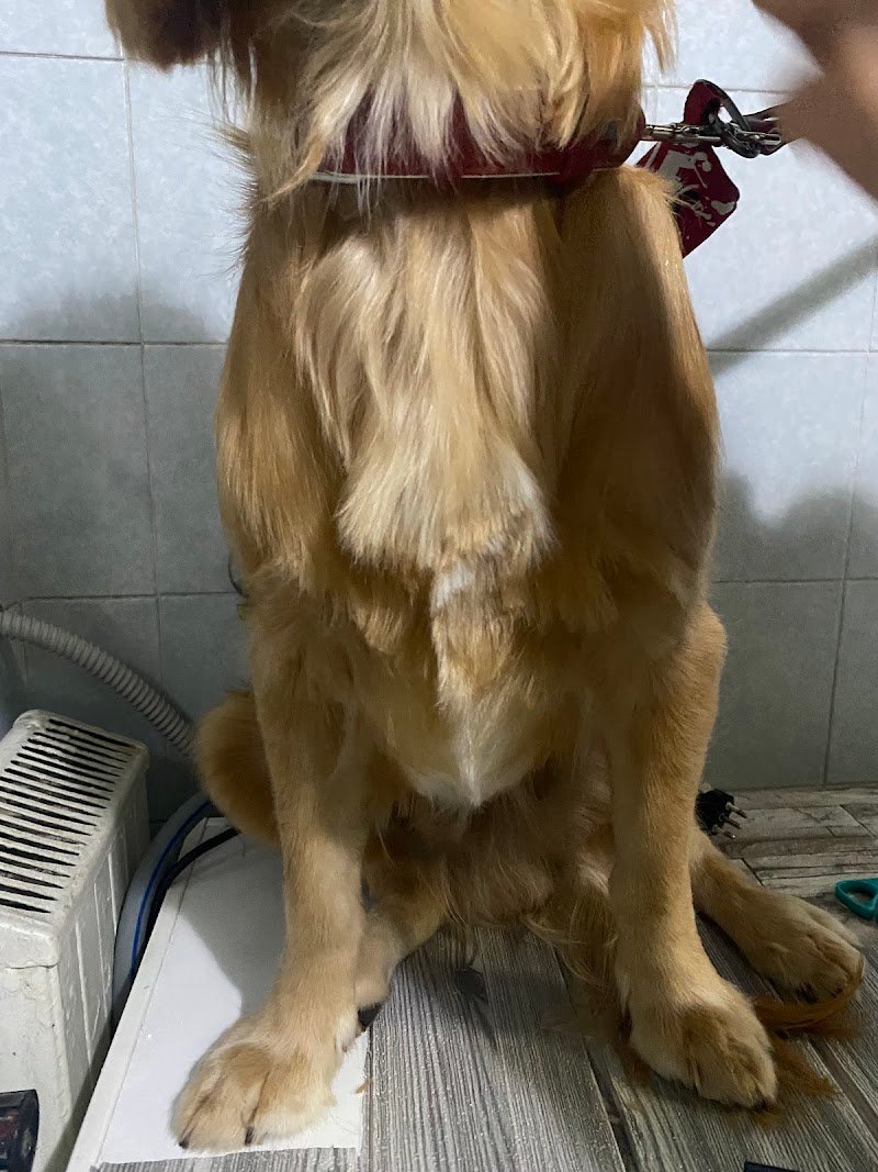 Toelettatura da Sara - Foto 3