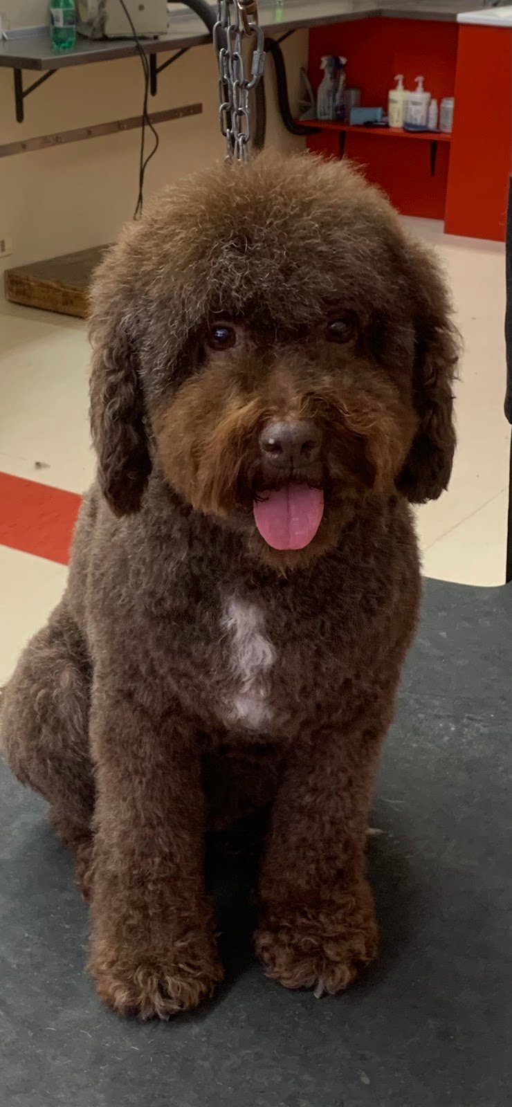 Toelettatura da Sara - Foto 5