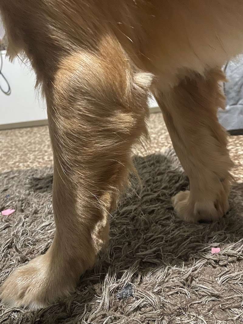 Toelettatura da Sara - Foto 6