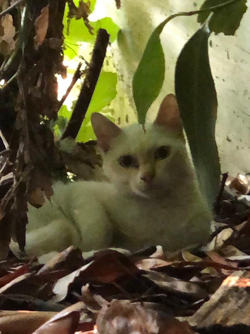 Toelettatura Del Cavaliere Di Stefano Sarti - Foto 3