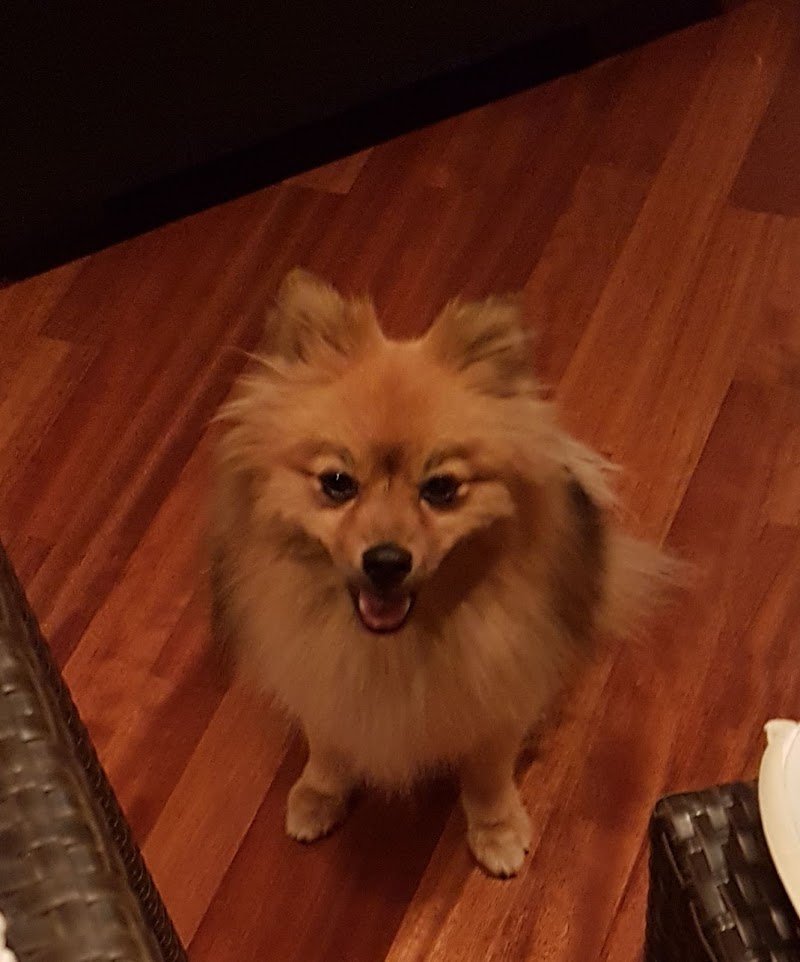 Toelettatura Del Cavaliere Di Stefano Sarti - Foto 4